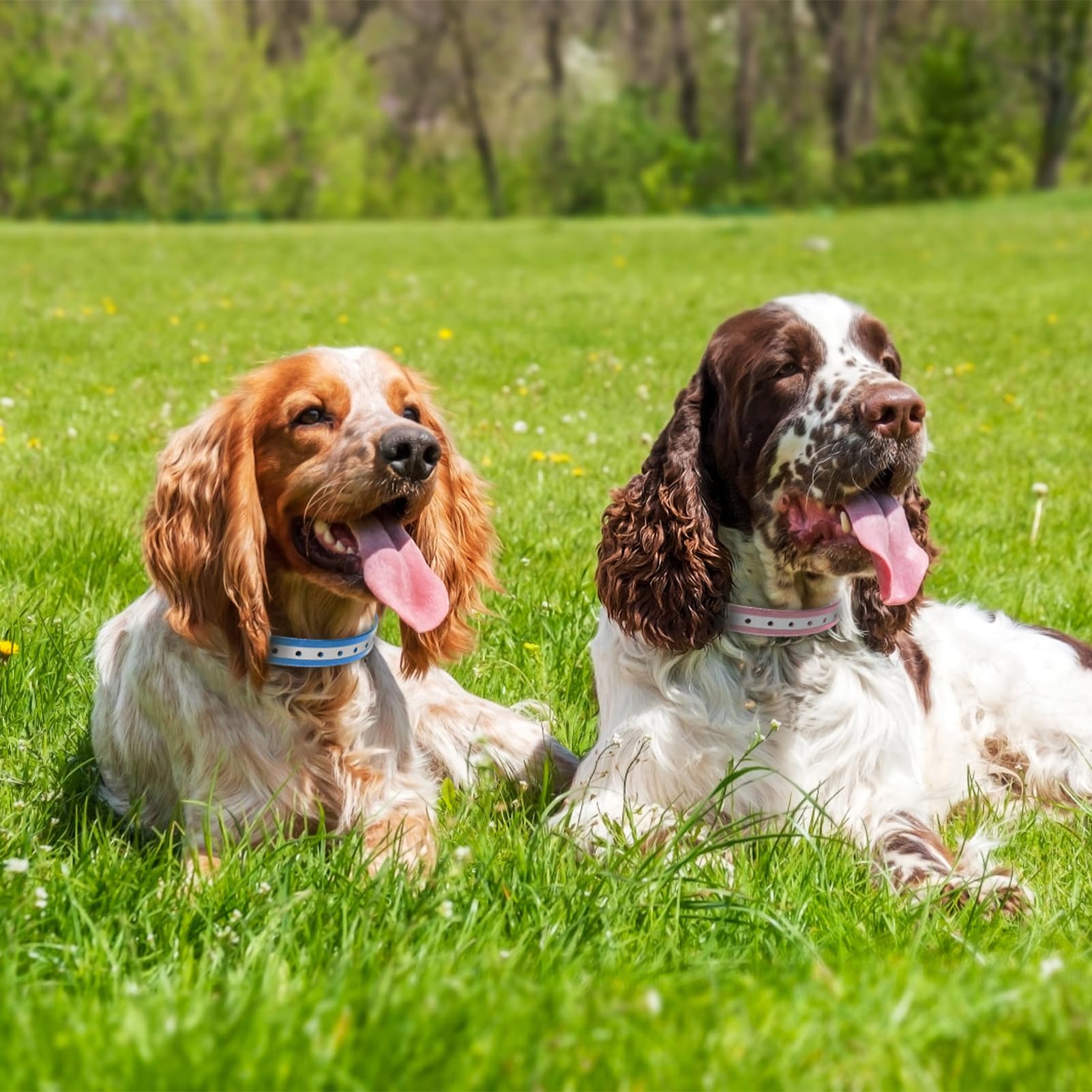 Peture reflective night-visibility collar improves safety during evening walks.
