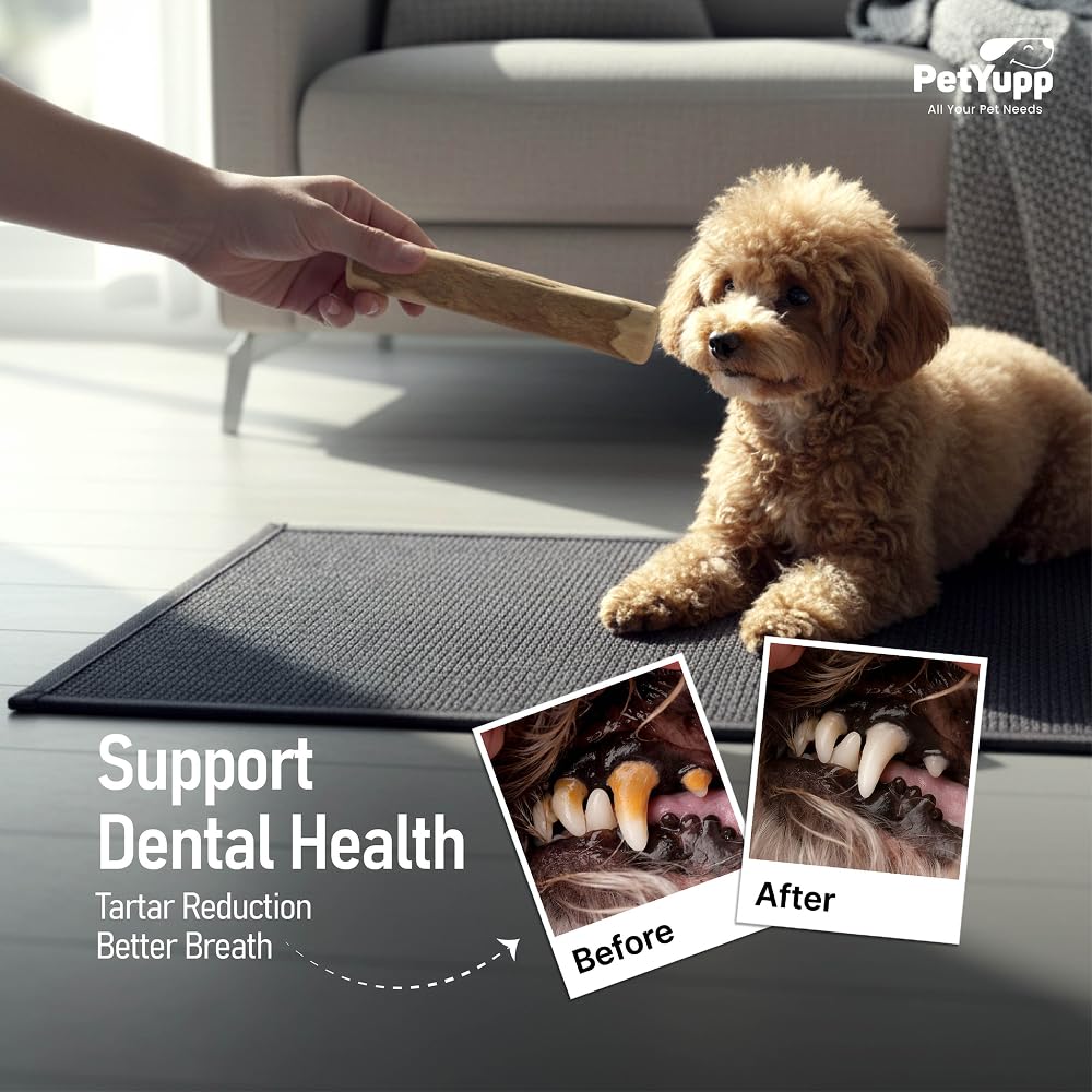 PetYupp coffee wood dog chew during puppy play for light to moderate chewers