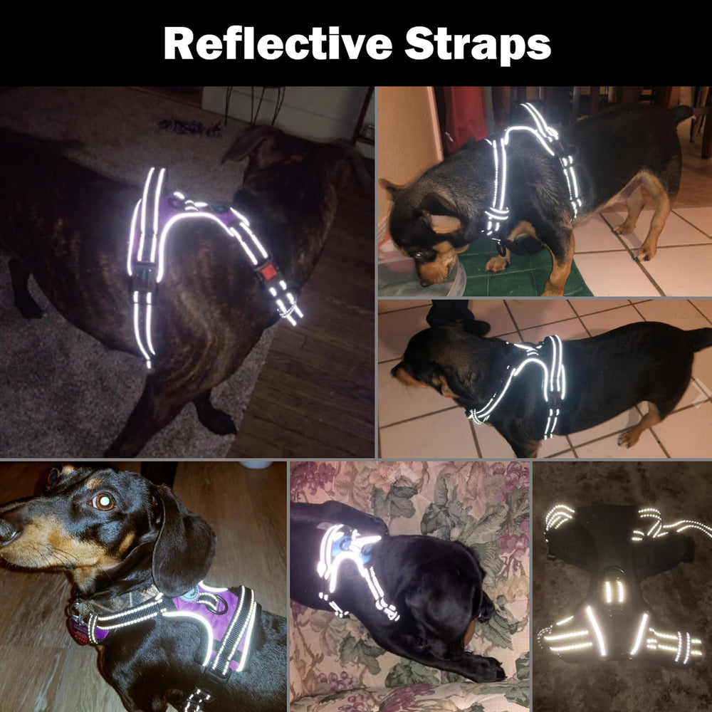 PHOEPET harness with two metal rings enables front or back leash options.