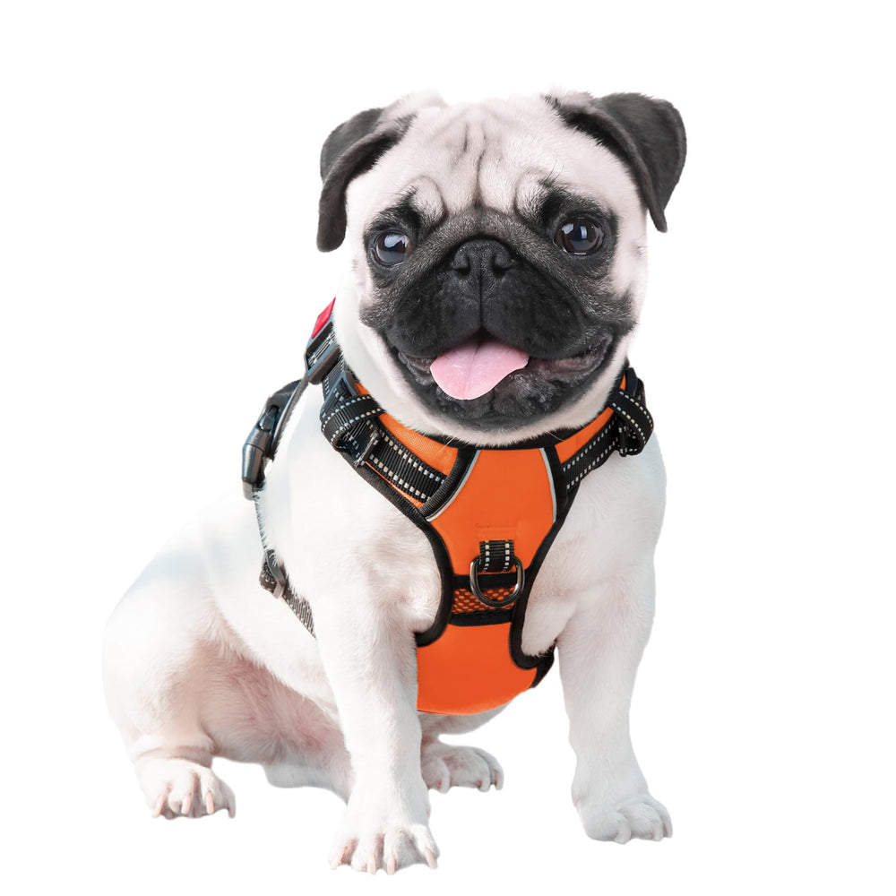 PHOEPET three-buckle design in orange offers secure, adjustable fit.