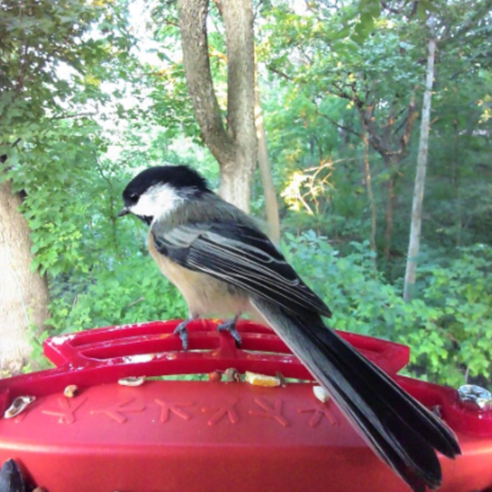 PIAOLGYI perch with screws for easy secure attachment.