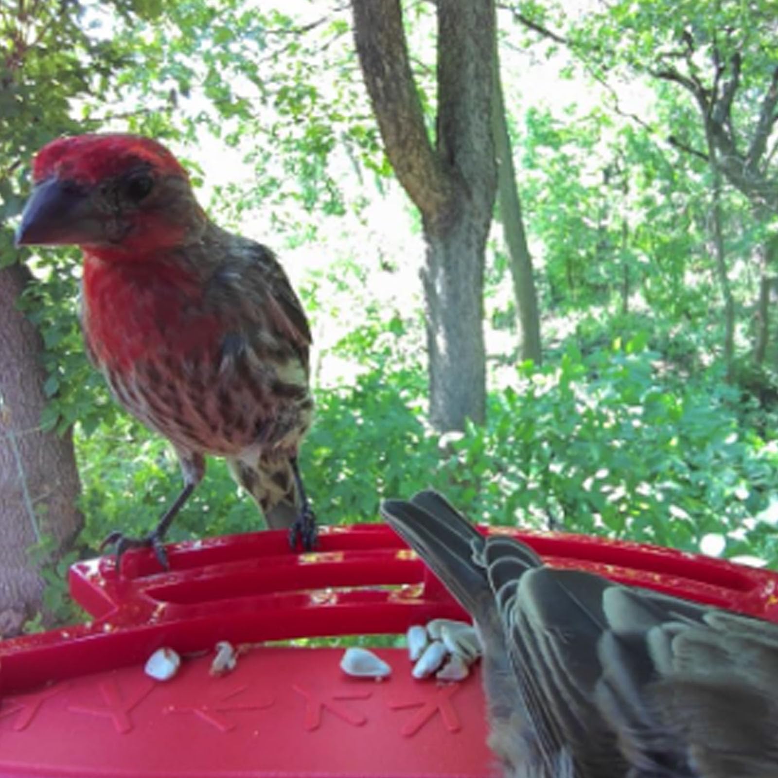 PIAOLGYI red perch fits finches and budgies on feeders.