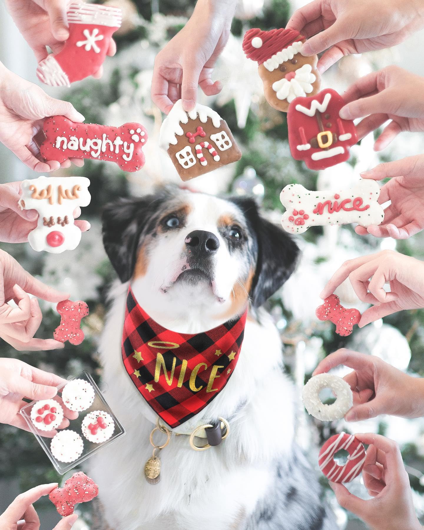 PICKUPIK Christmas dog bandana ideal for xmas outfits and photos