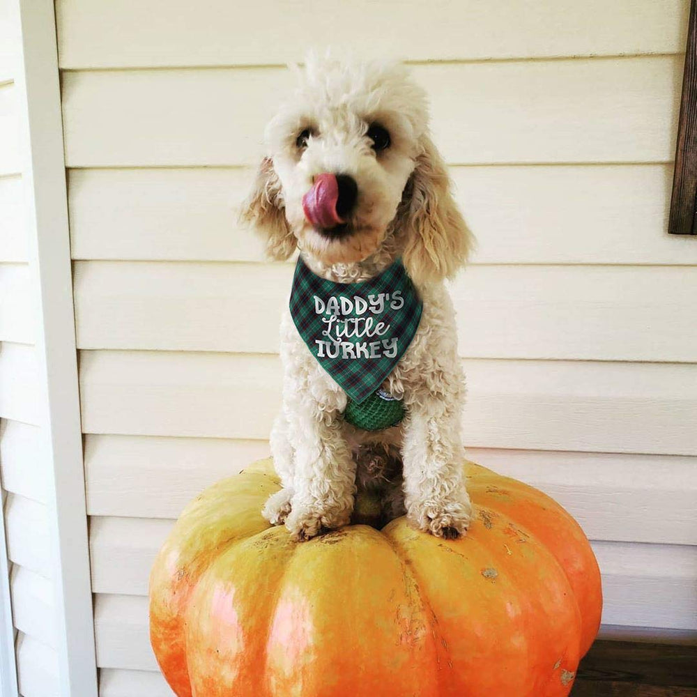 Pickupik scarf suits small to medium dogs for cute holiday dressing.