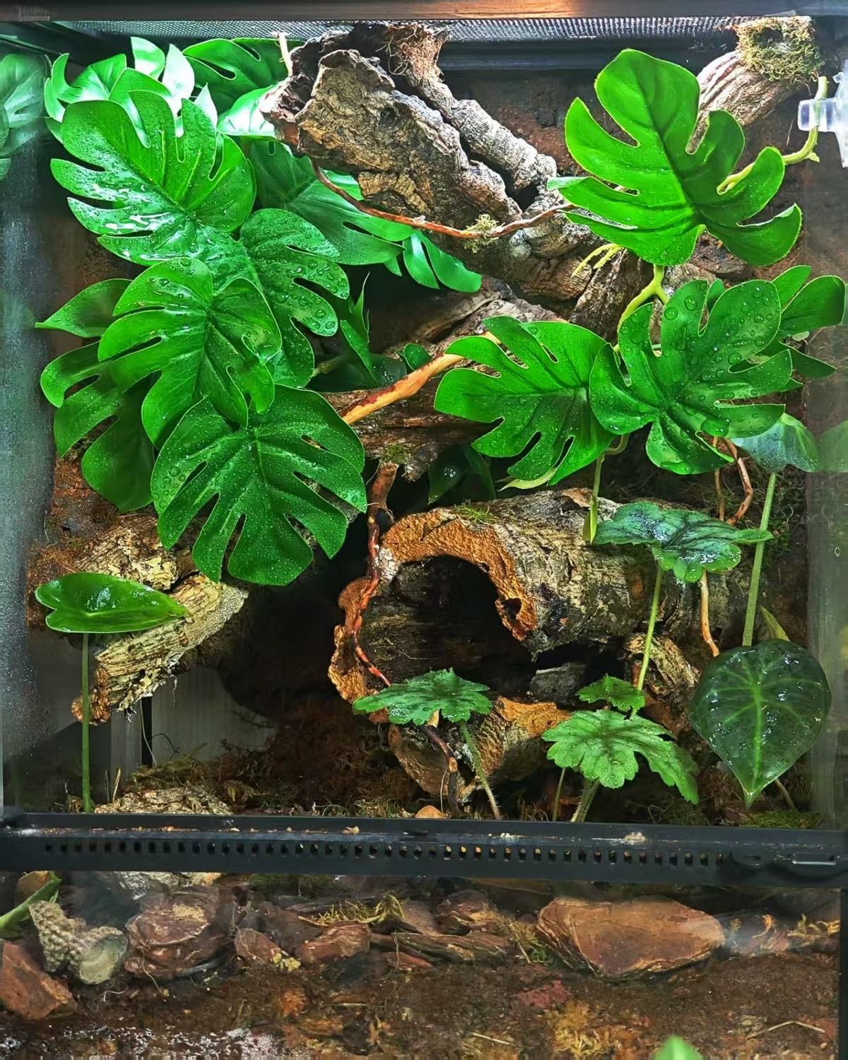 PIKAZISO reptile leaves appear vibrant and durable for climbing species