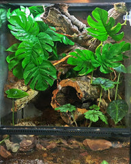 PIKAZISO reptile leaves appear vibrant and durable for climbing species