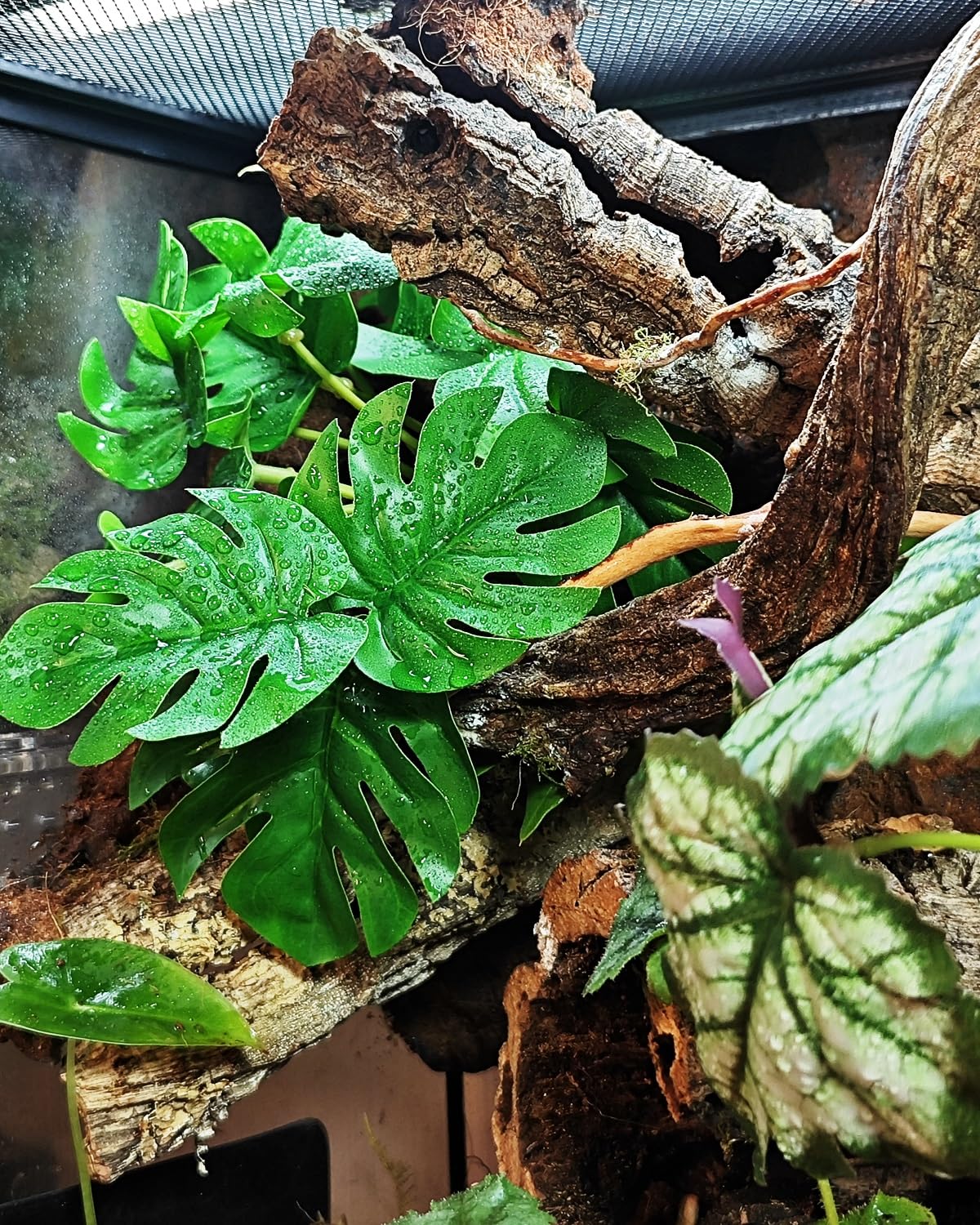 PIKAZISO easy-cleaning reptile decor is quick to wipe down