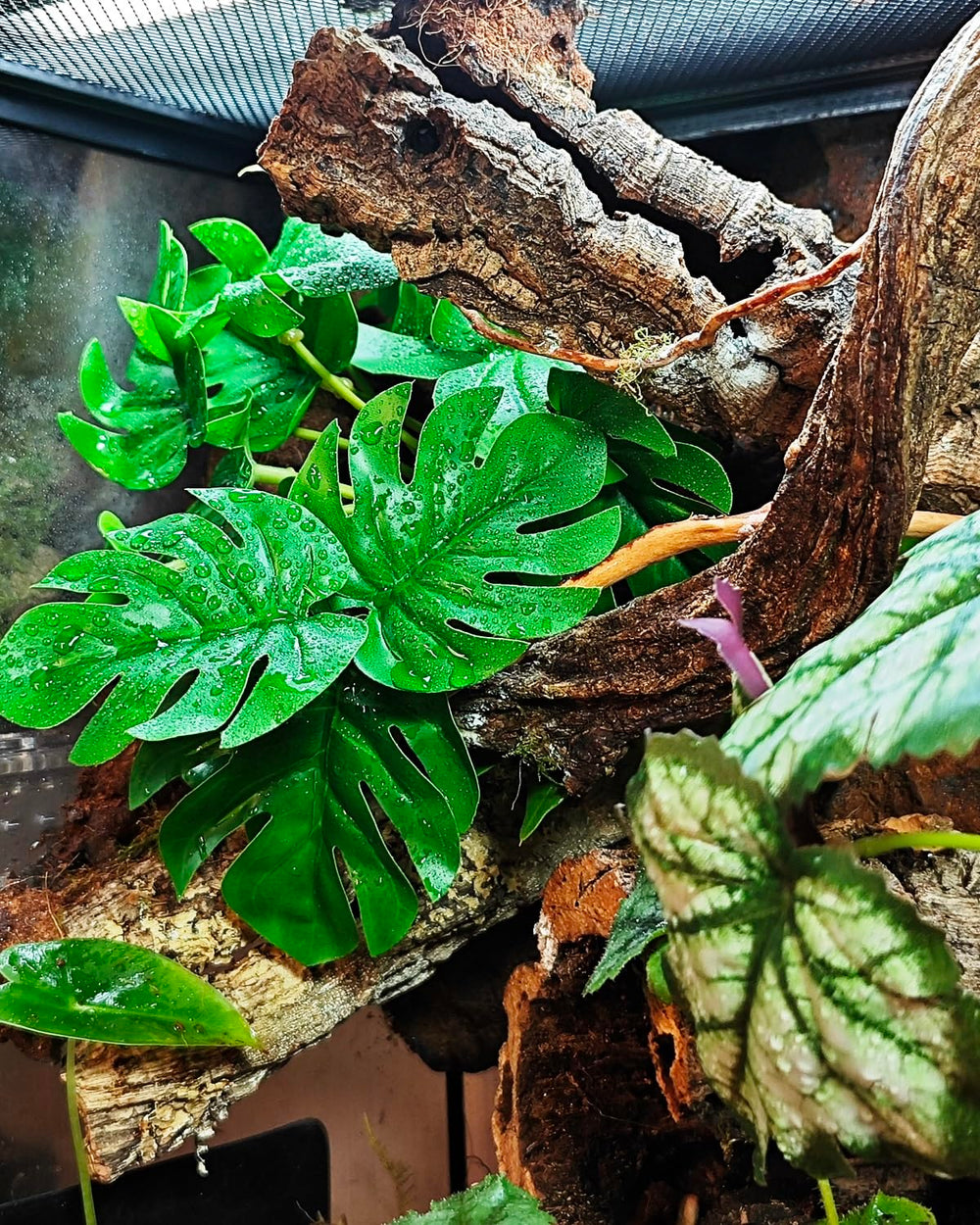 PIKAZISO easy-cleaning reptile decor is quick to wipe down