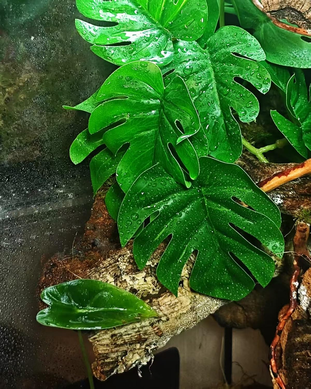 PIKAZISO rock base blends with terrarium scenery for stability