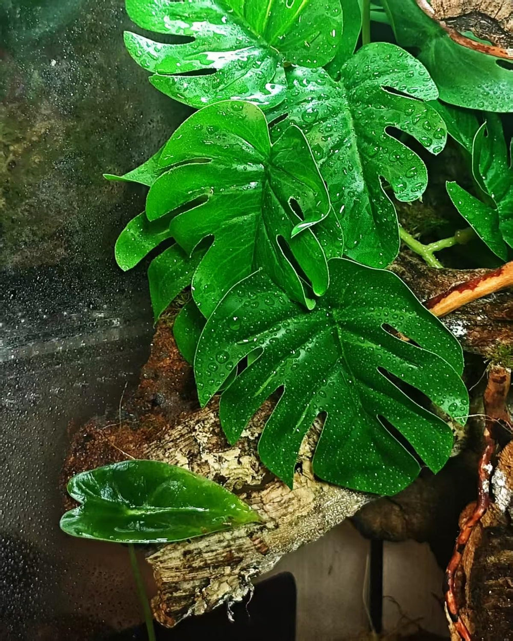 PIKAZISO rock base blends with terrarium scenery for stability
