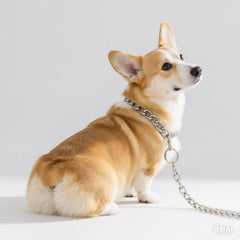 Pimaodog silver adjustable chain collar demonstrates XS-XL fit for secure walks.