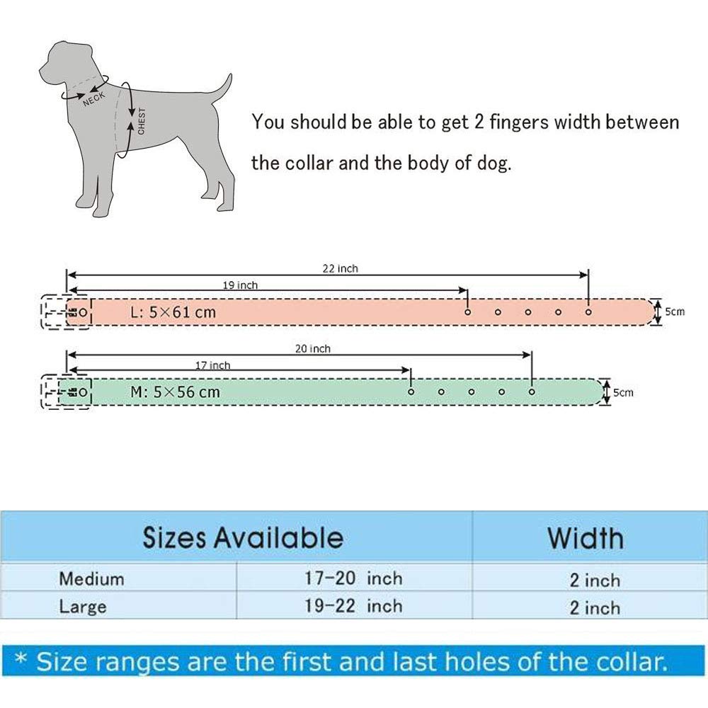 Pimaodog studded dog collar white side view for daily wear and training