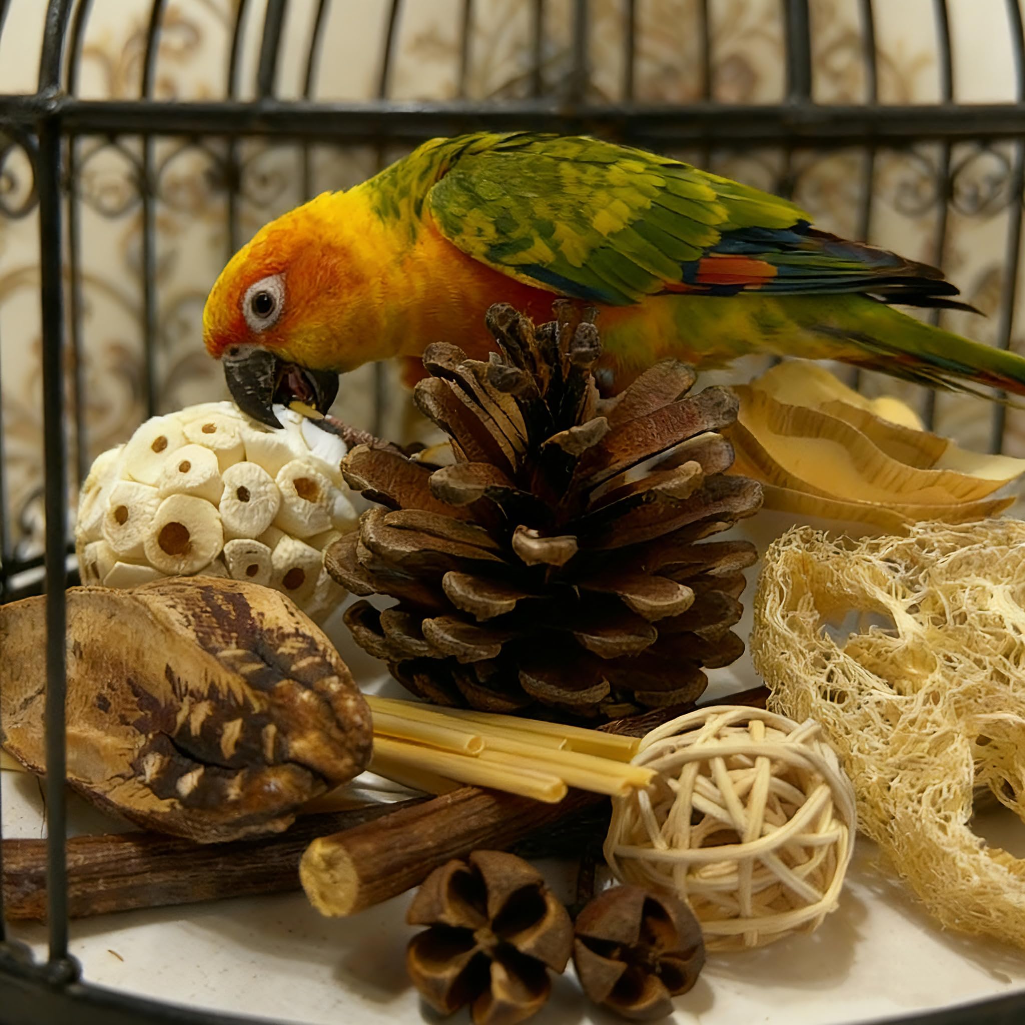 PINEPOP no-hooks setup supports easy placement on cage or surface.