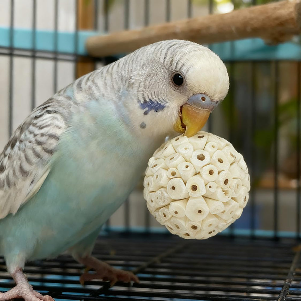 PINEPOP box suited for small to medium birds during interactive play.