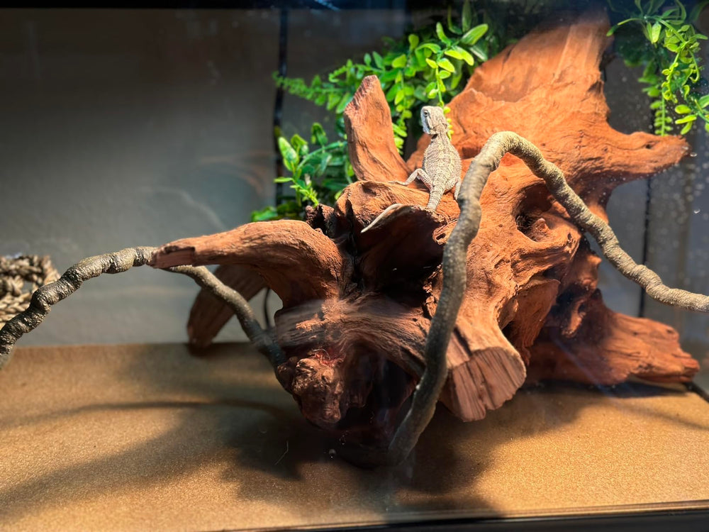 PINVNBY driftwood aquarium decor closeup reveals color variations and grain detail