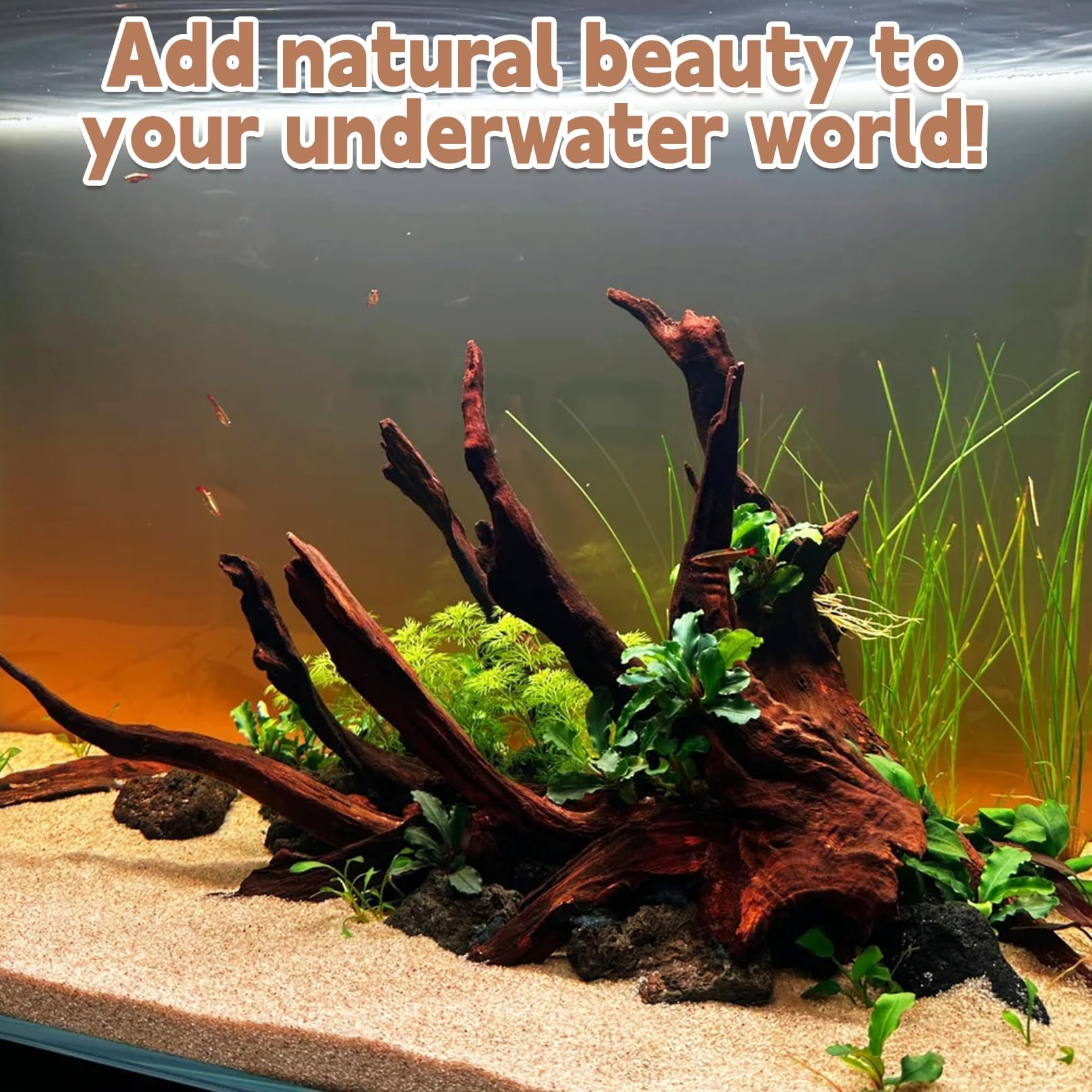 PINVNBY driftwood moss-tree support helps create lush natural landscape in tanks