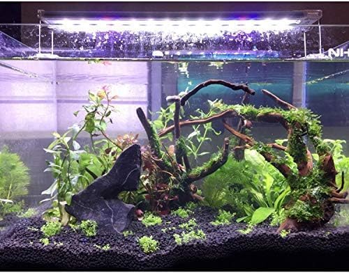 PINVNBY driftwood natural texture and unique shape adds visual interest to enclosures