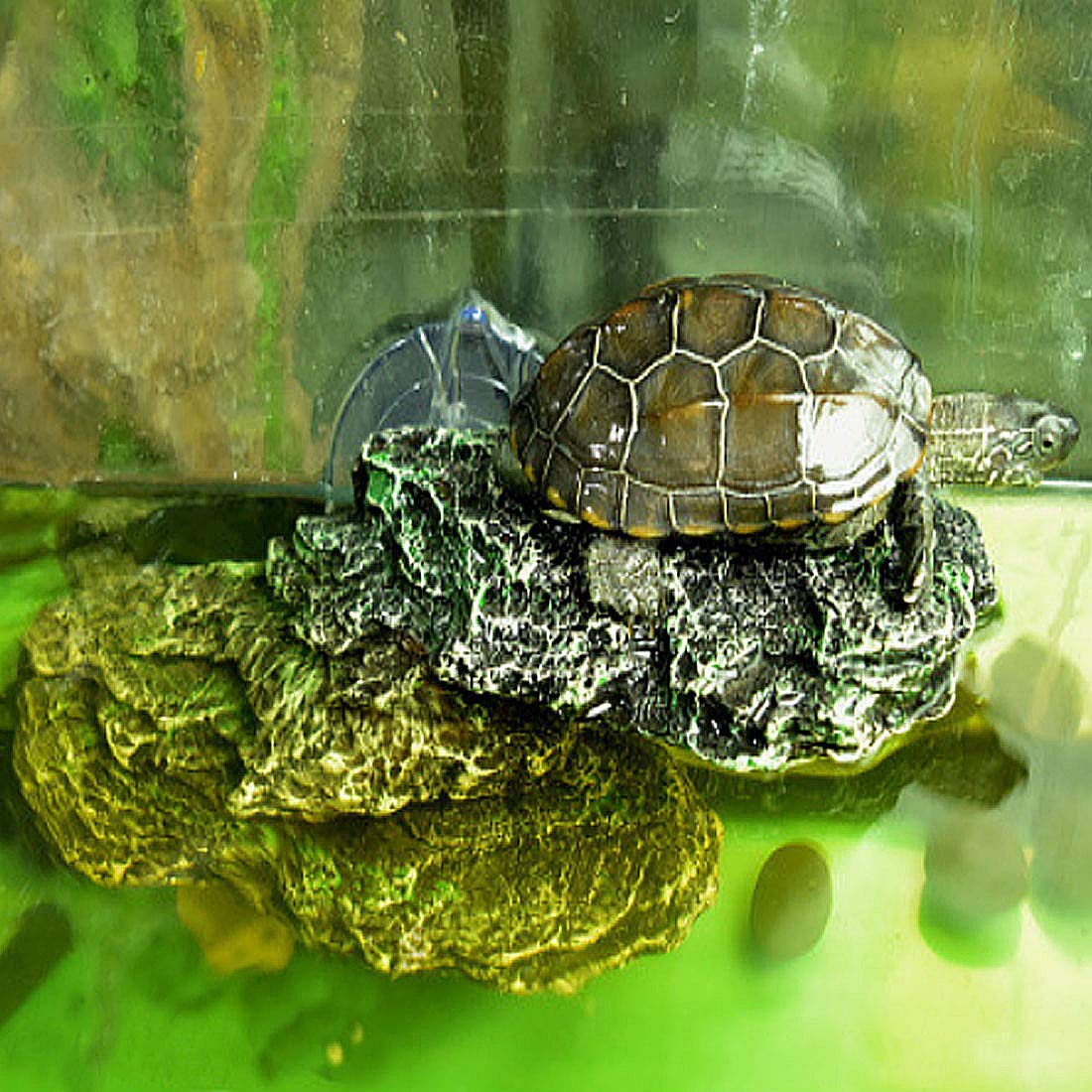PINVNBY amphibian-habitat-setup supports turtles, lizards, and frogs with varied surfaces.