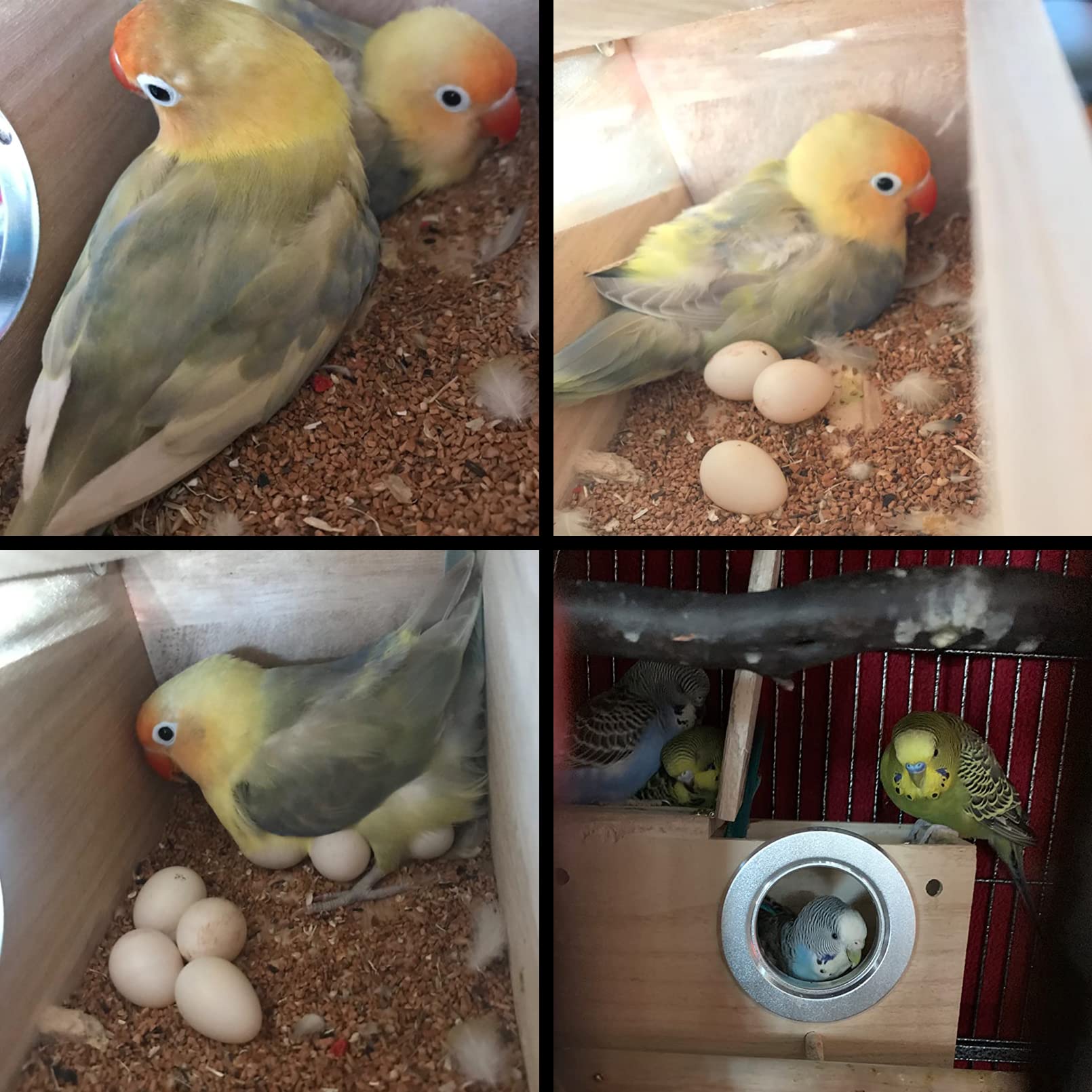 PINVNBY parakeet nesting box closed-lid design for safe, predator-resistant bird housing