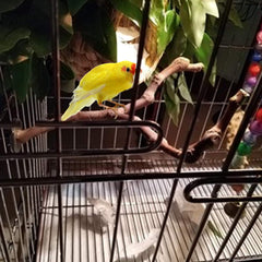 PINVNBY parrot perch with wing nuts for easy installation