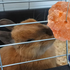 PINVNBY pink salt blocks show unique sizes and colors for curious pets