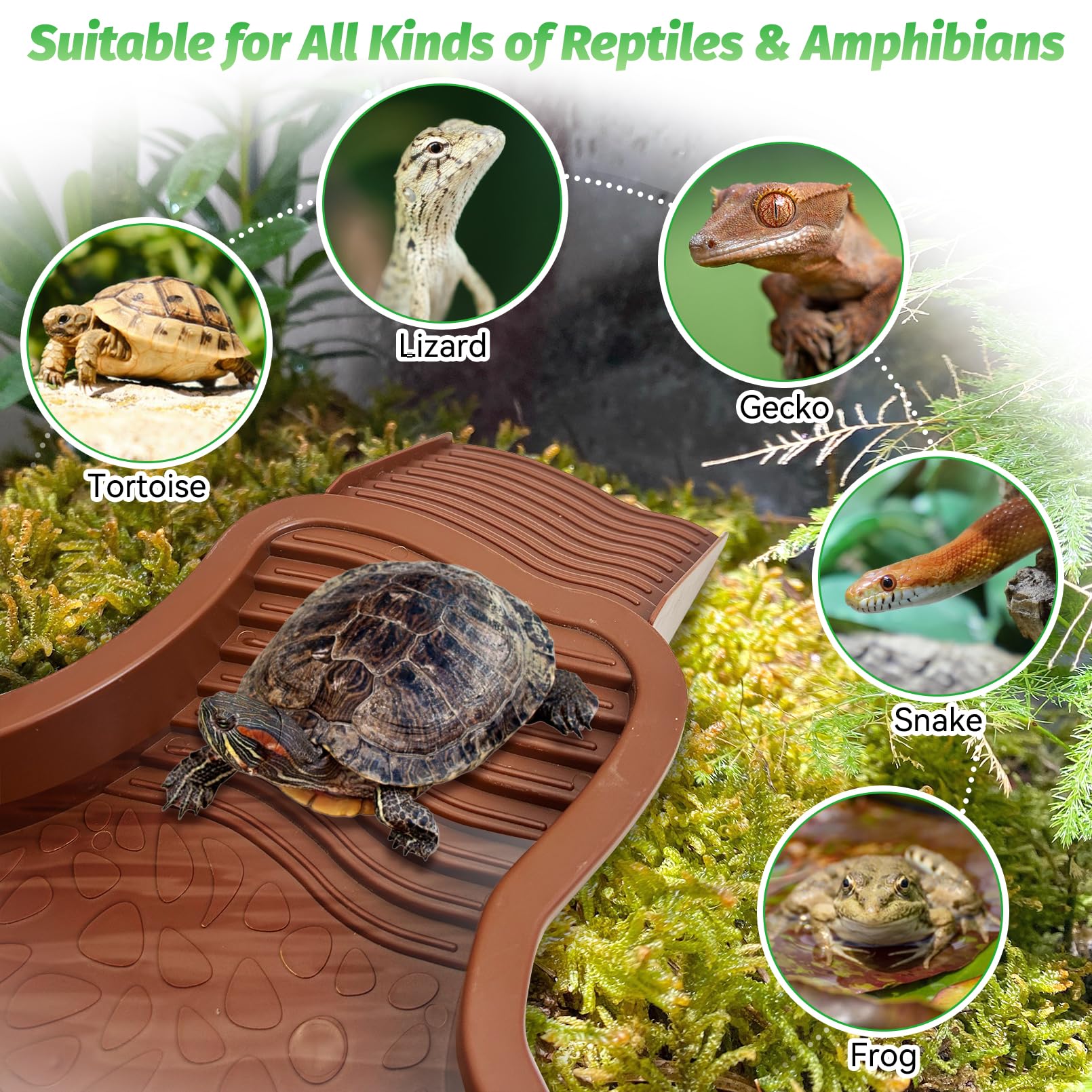 PINVNBY reptile pool ladder removable highlighting safe entry and exit