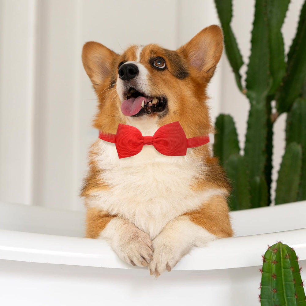 Piriuuo dog bow tie worn on a dog during a walk