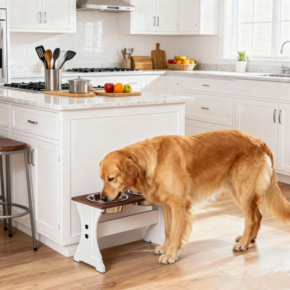 Piskyet dog meal time setup in home shows organized feeding with two bowls