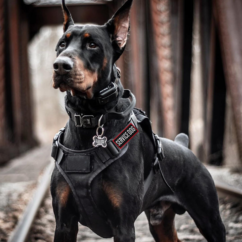 Pistha do not pet patch on harness reminds boundaries.