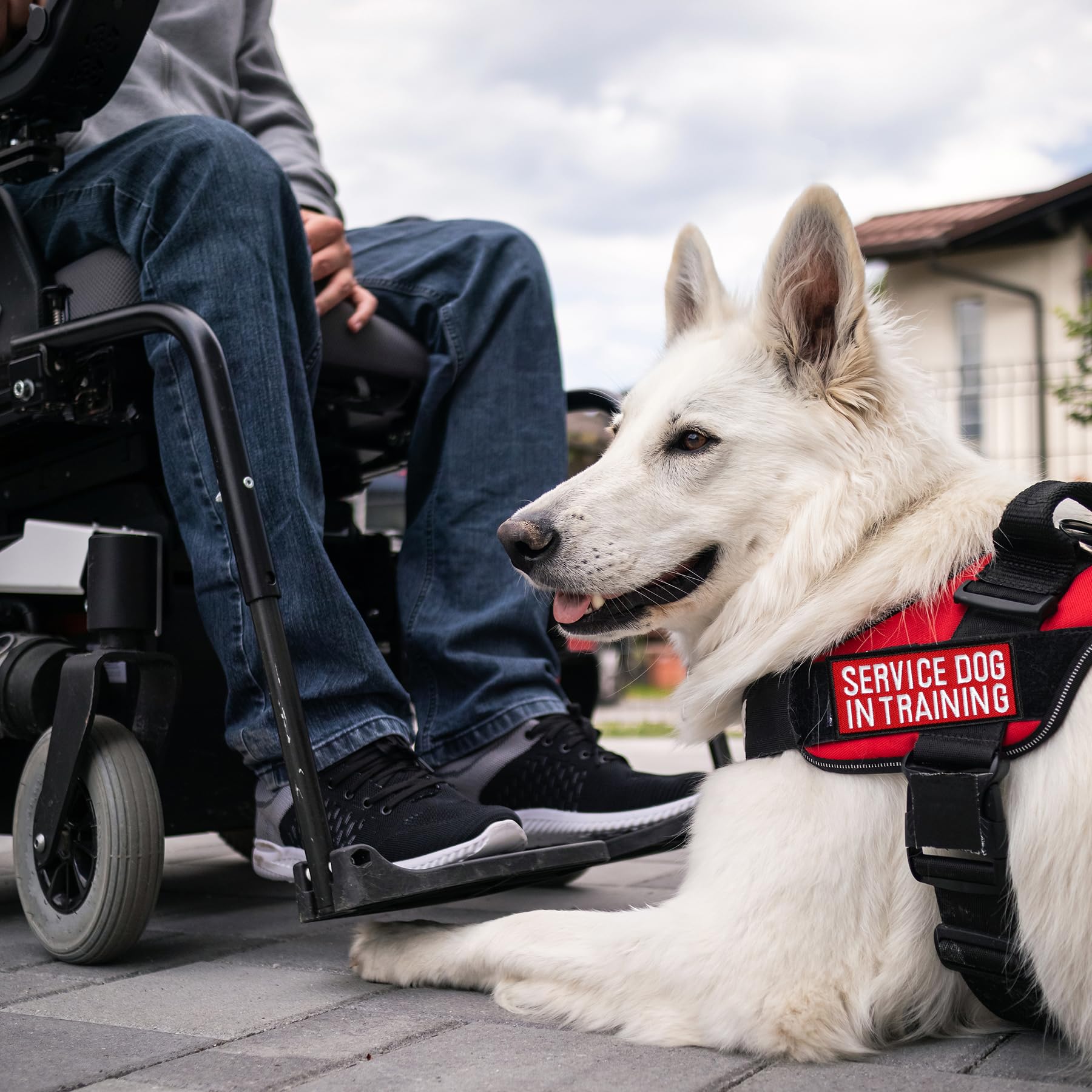 Pistha do not pet patches remind handlers and bystanders to approach safely.