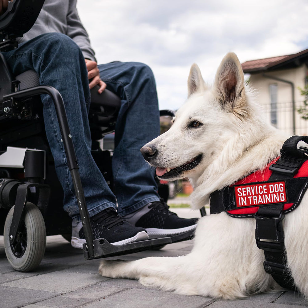 Pistha do not pet patches remind handlers and bystanders to approach safely.