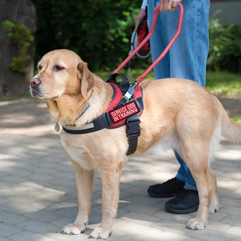 Pistha emotional support patches help identify comfort-focused dogs.
