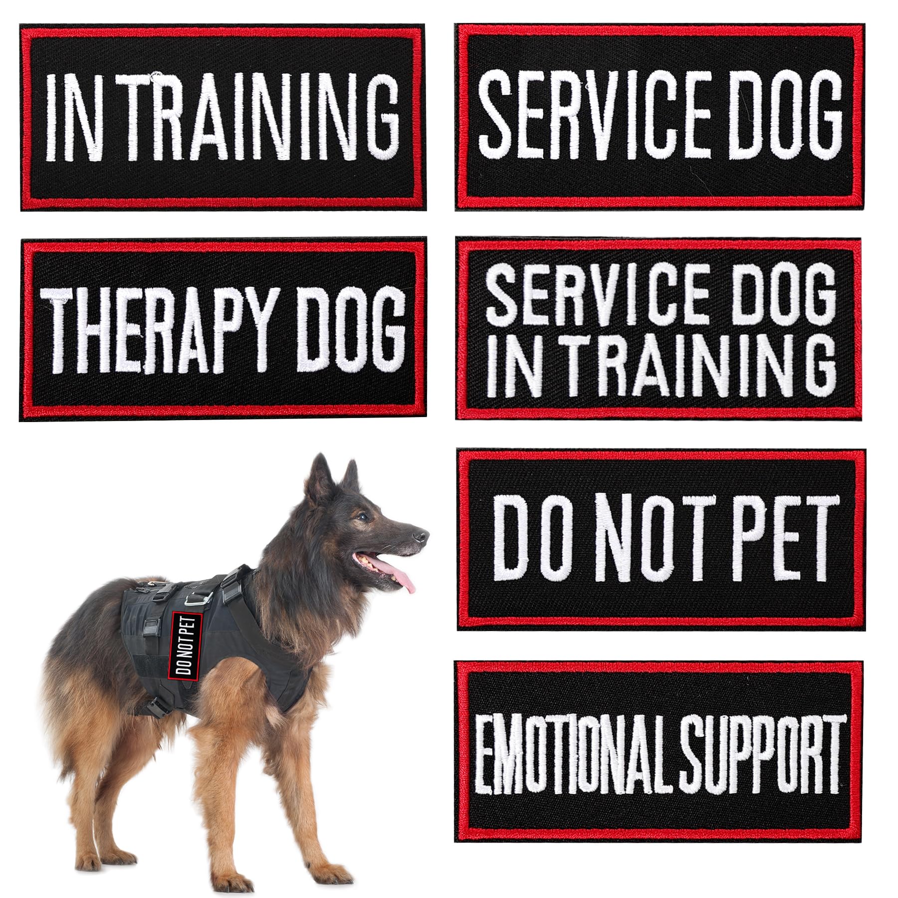 Pistha service dog in training patch on vest communicates training status.