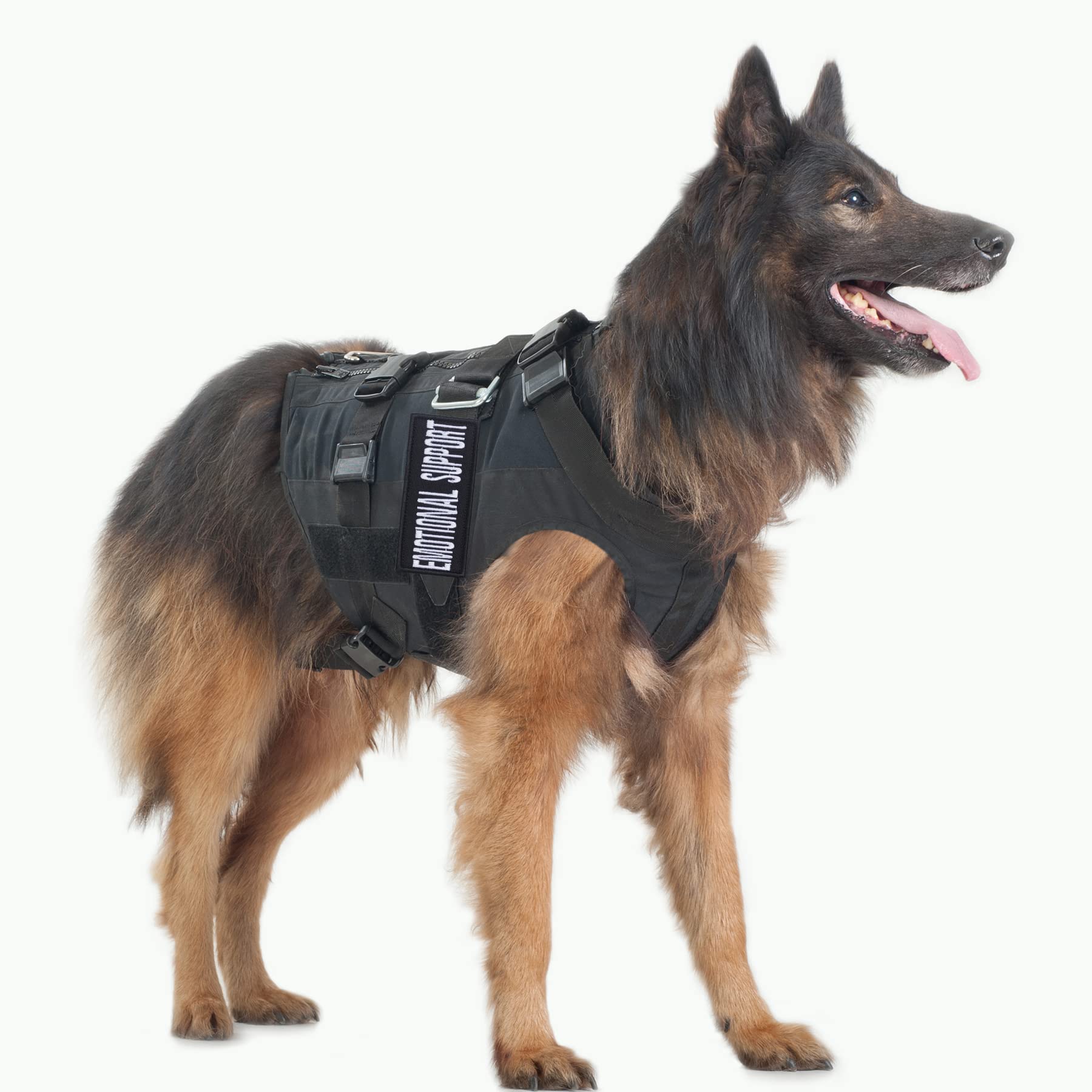 Pistha service-dog-in-training patch clarifies status on vest