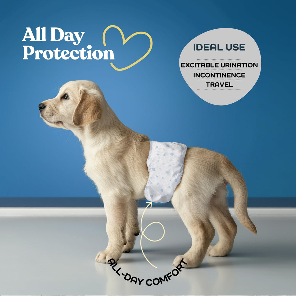 PitPet comfortable male dog diapers pack back view highlights secure fit and leakproof design.