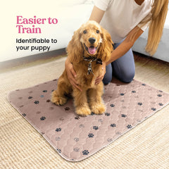 Pitpet flash-dry technology pad demonstrates instant drying and odor control benefits.
