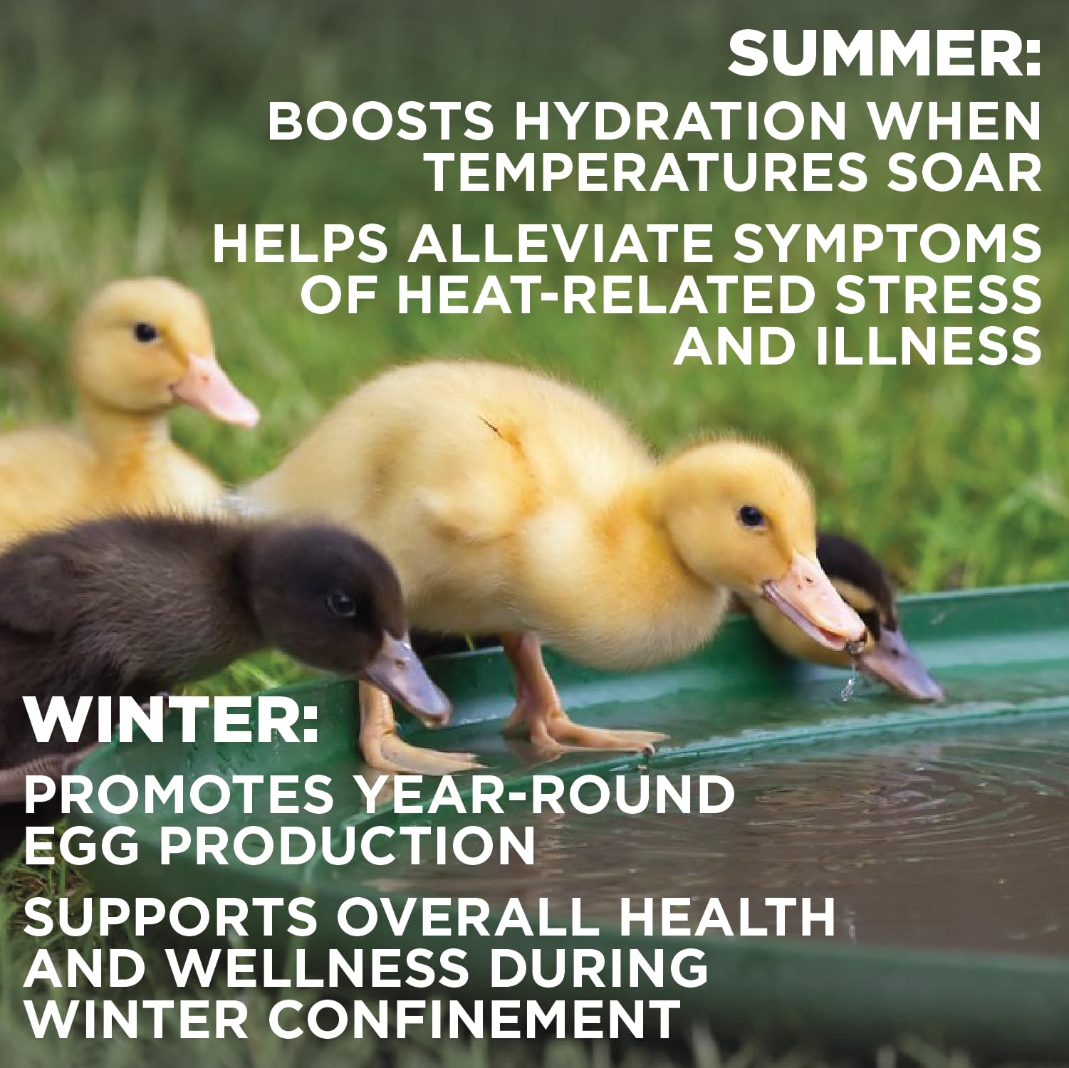 Pivotal Chick’n Aid in water trough during hot weather.