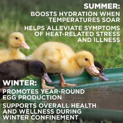 Pivotal Chick’n Aid in water trough during hot weather.