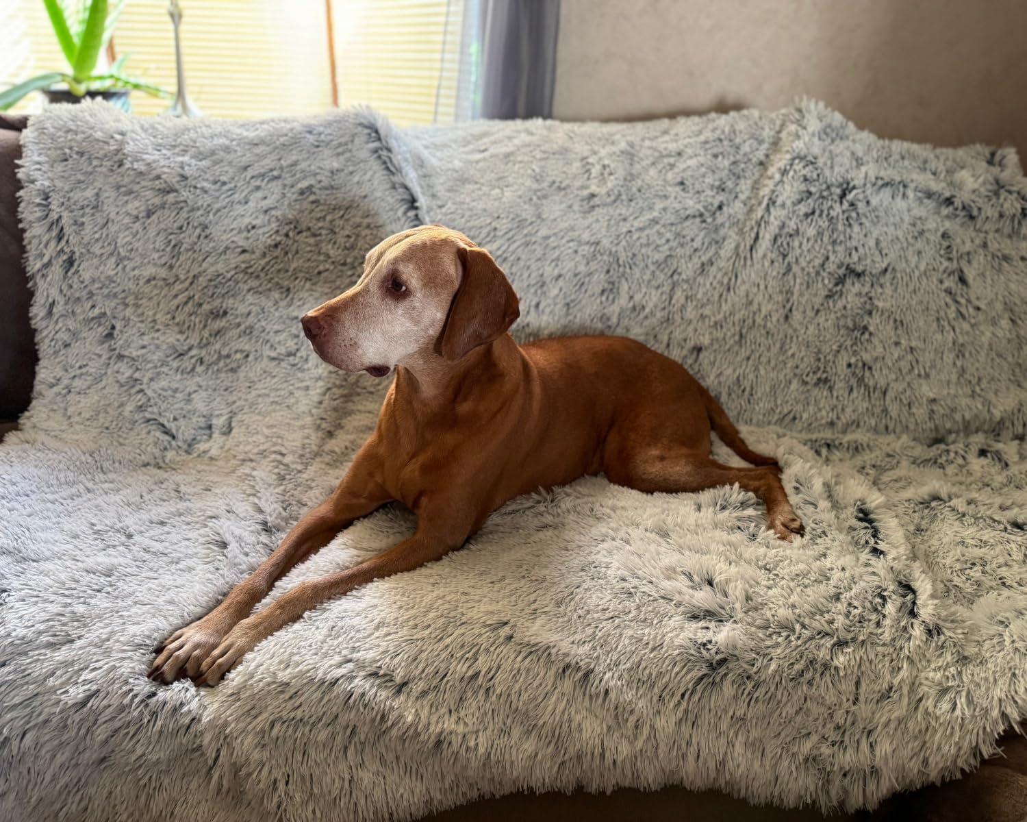 PJYuCien large dog blanket on couch protects furniture with easy-care design.