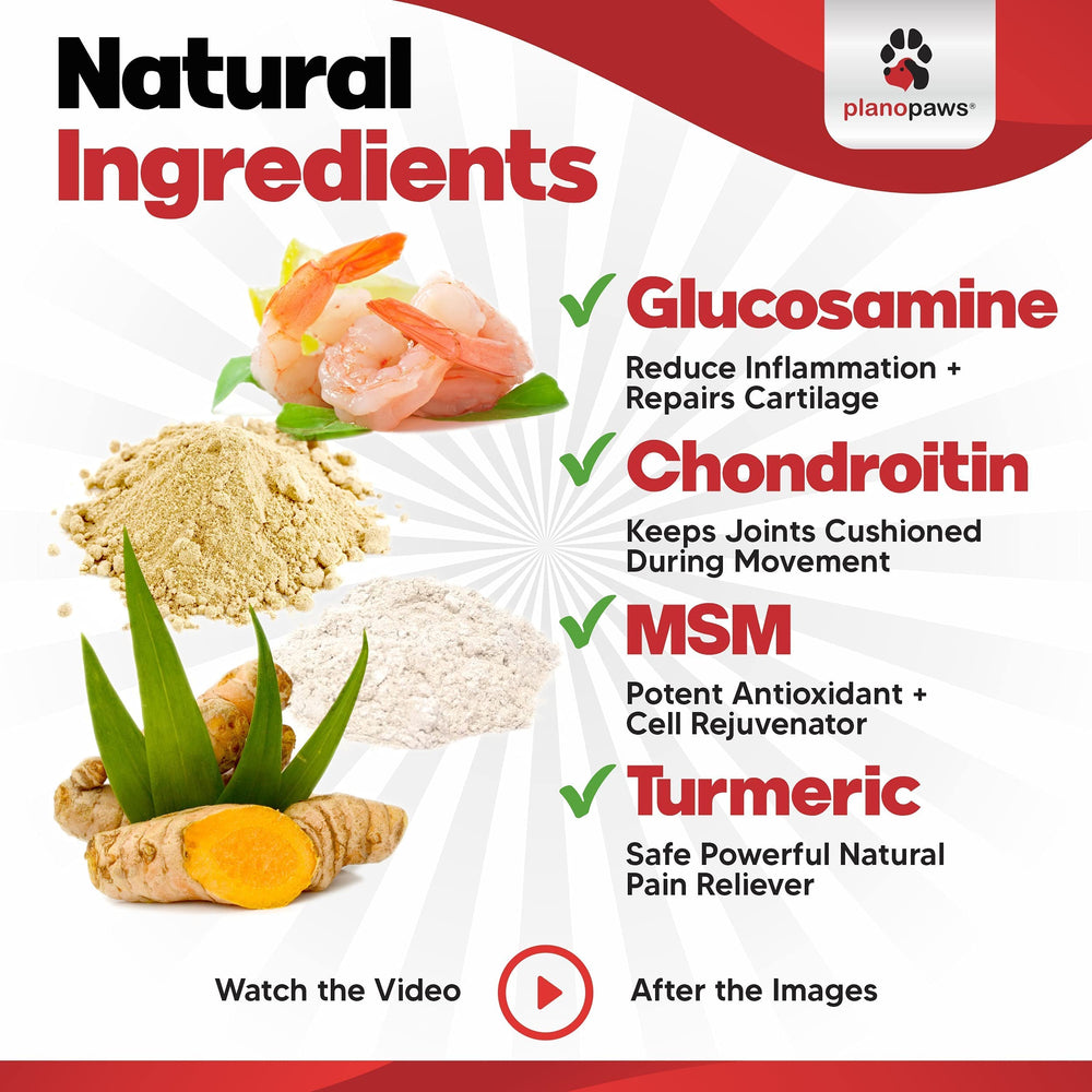 Planopaws ActivTreats mobility-focused scene demonstrates improved canine movement.