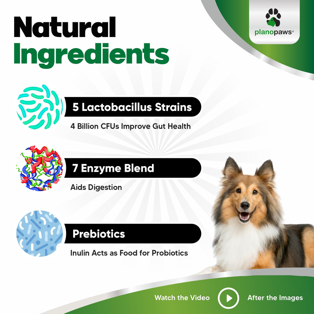 Planopaws probiotics for dogs serving dish ready-to-use supplement supports gut balance.