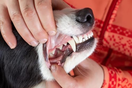 Plaque Attack dog and cat mouth illustration highlights multi-species applicability.