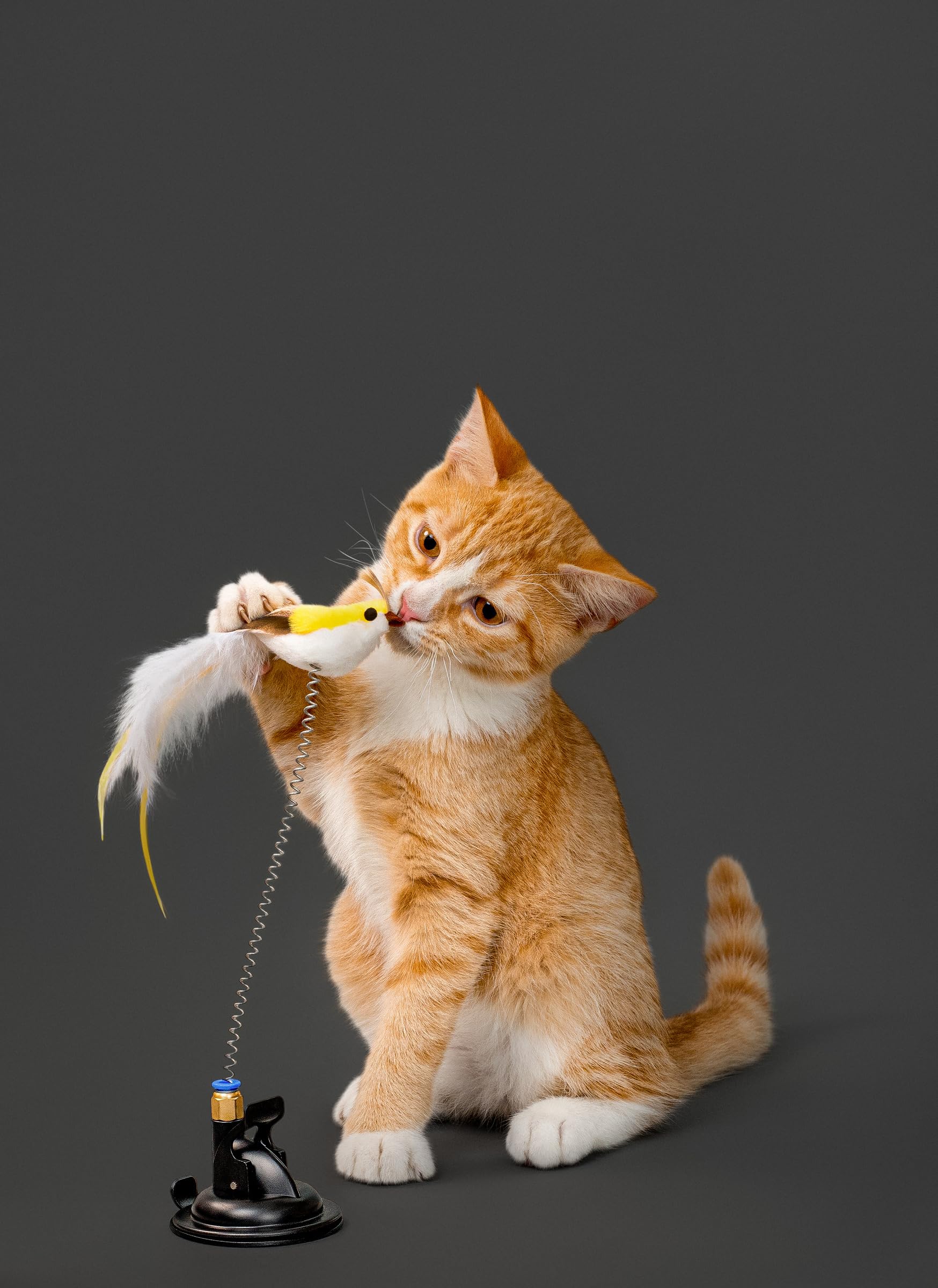 Playology cat toy spring bird attack motion boosts activity and focus