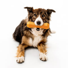 Playology floating chew stick ready for water fetch in pool or lake