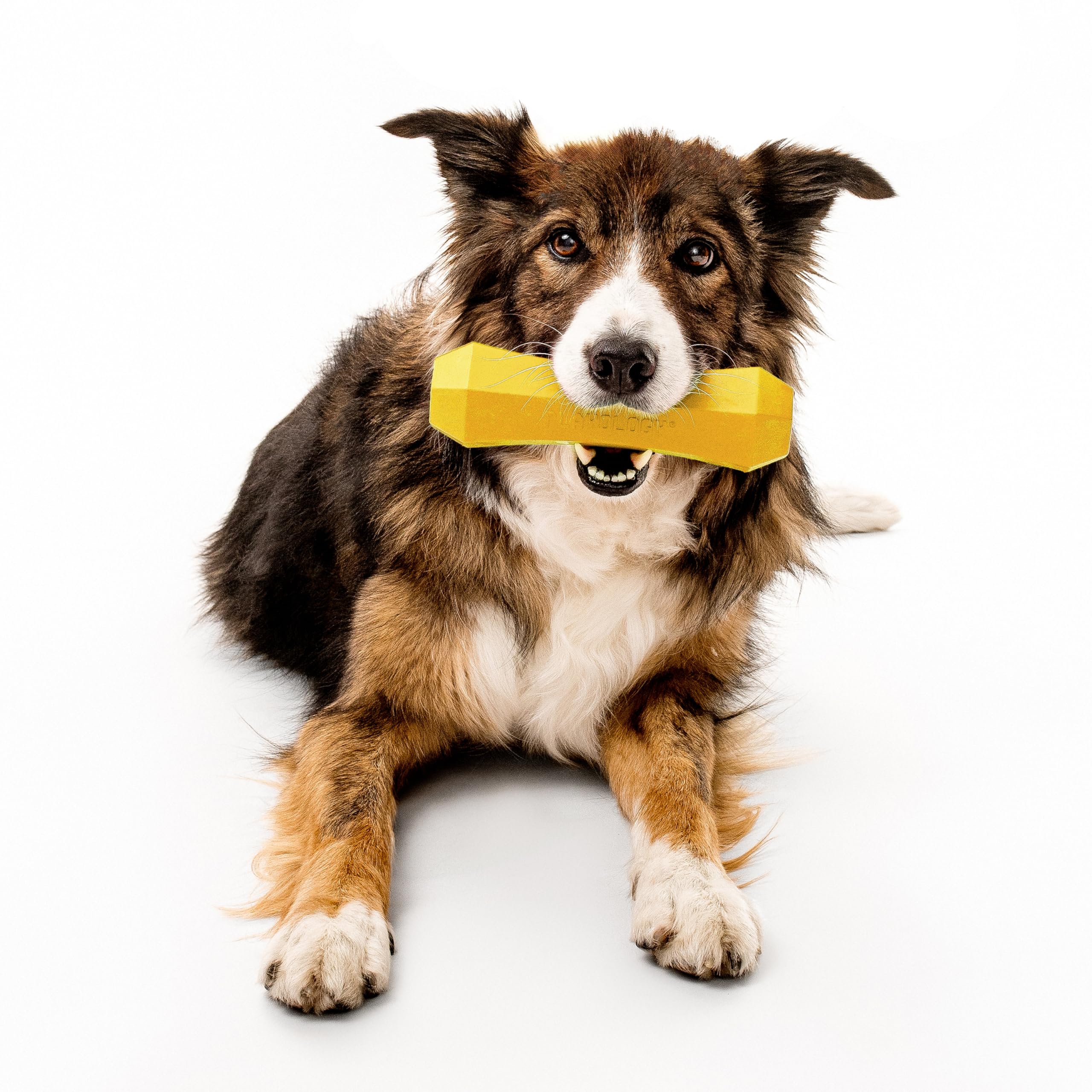Playology floating dog toy in water for fetch and pool days.