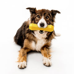 Playology floating dog toy in water for fetch and pool days.