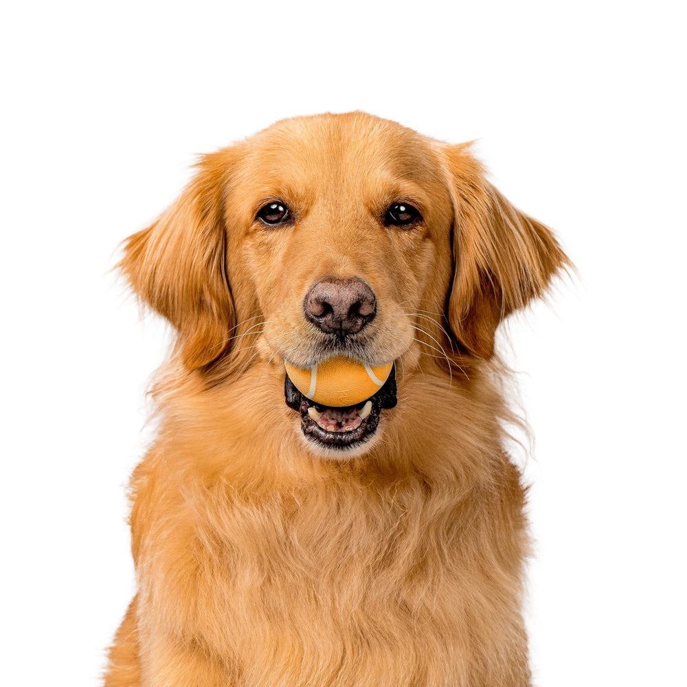 Playology Durable Non-Toxic Toy — rugged chew for medium breeds.