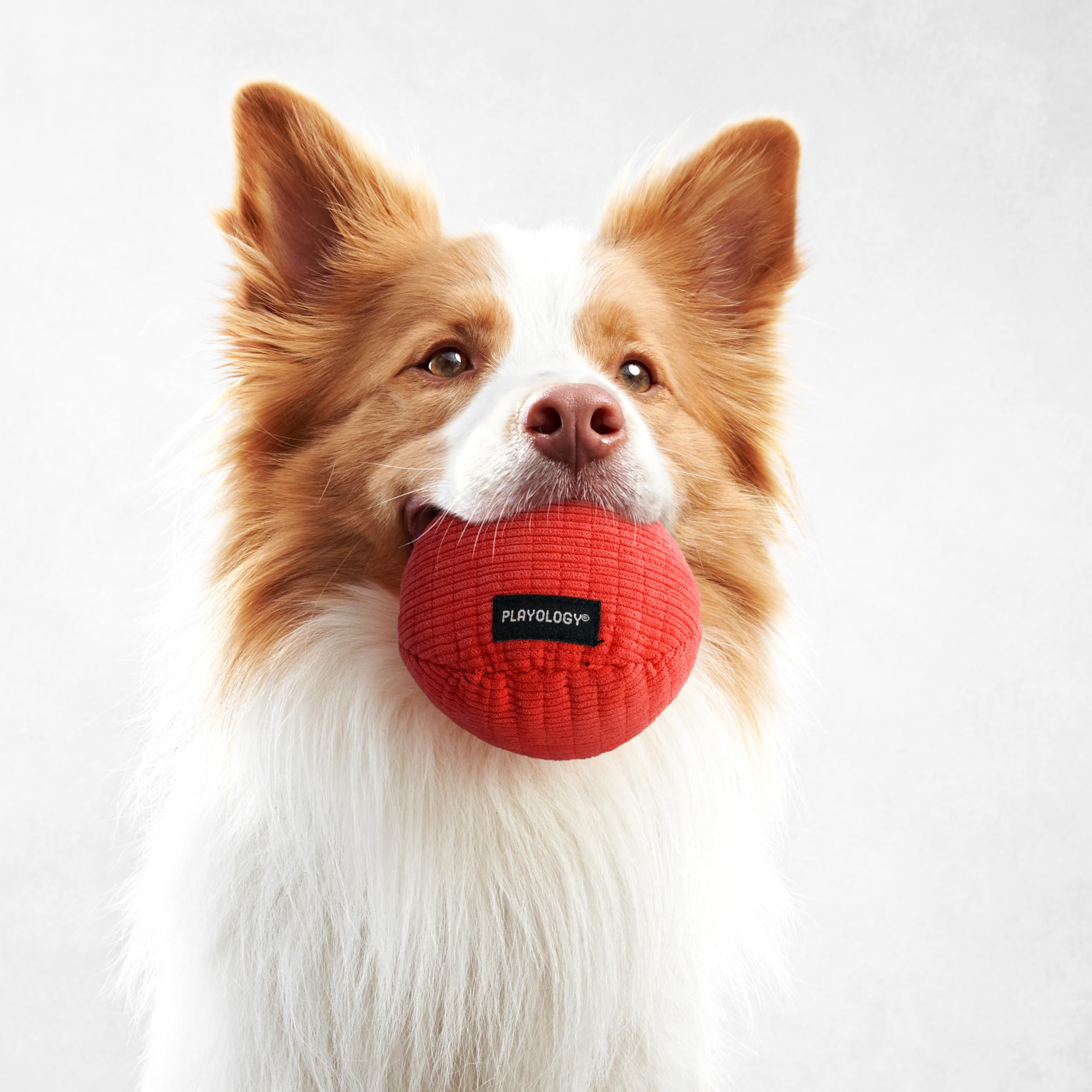 Playology easy-clean dog toy showing machine-washable design.