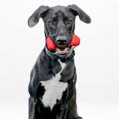 Playology Encapsiscent technology shows embedded scent for longer chew engagement.