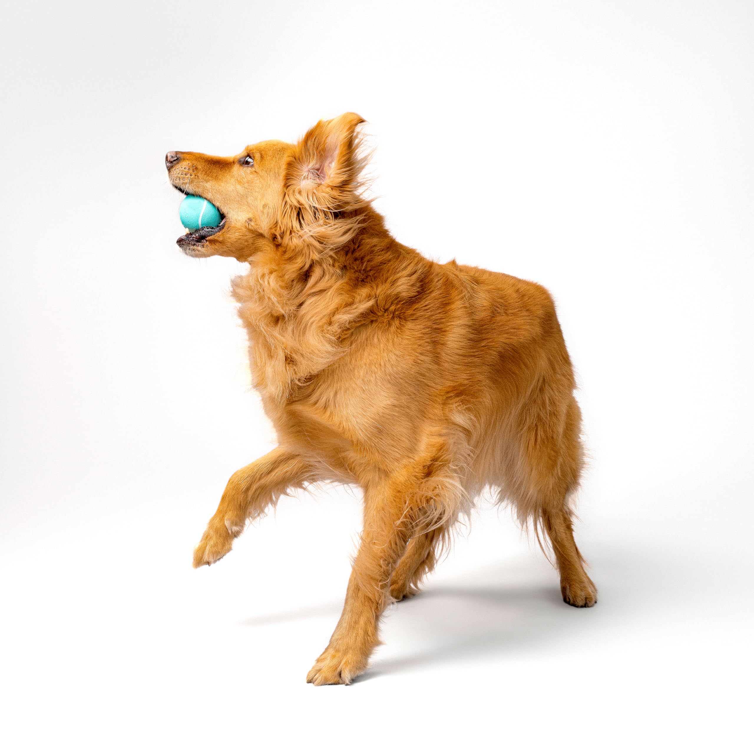 Playology floating ball enables water fetch in pools and ponds.
